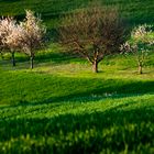 grüner Frühling