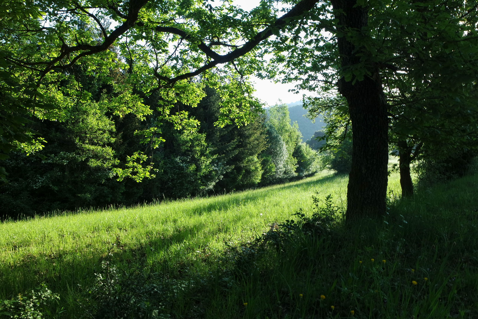 Grüner Frühling