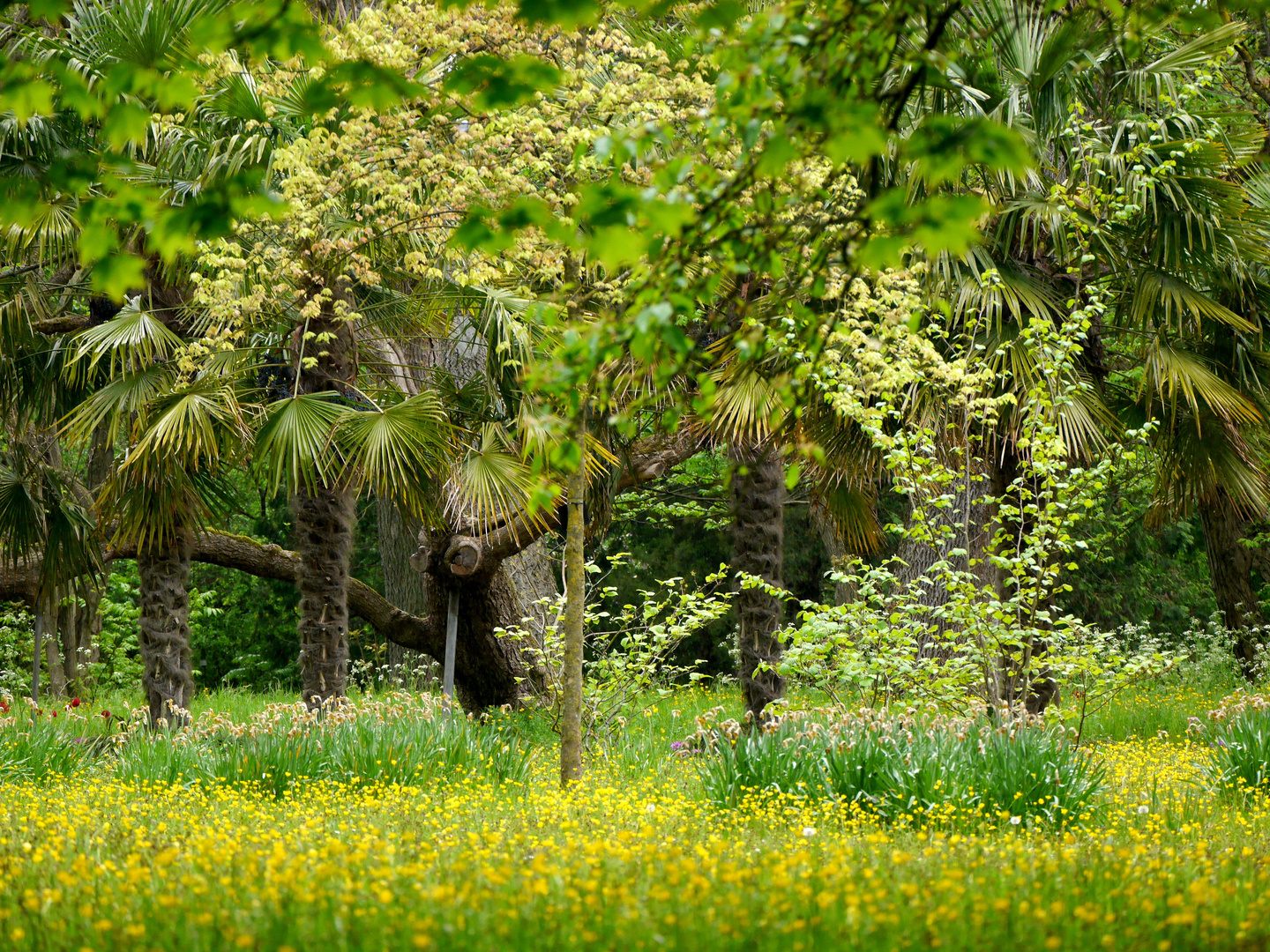 Grüner Frühling und  Blüten in der Flora in Köln  1