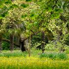 Grüner Frühling und  Blüten in der Flora in Köln  1