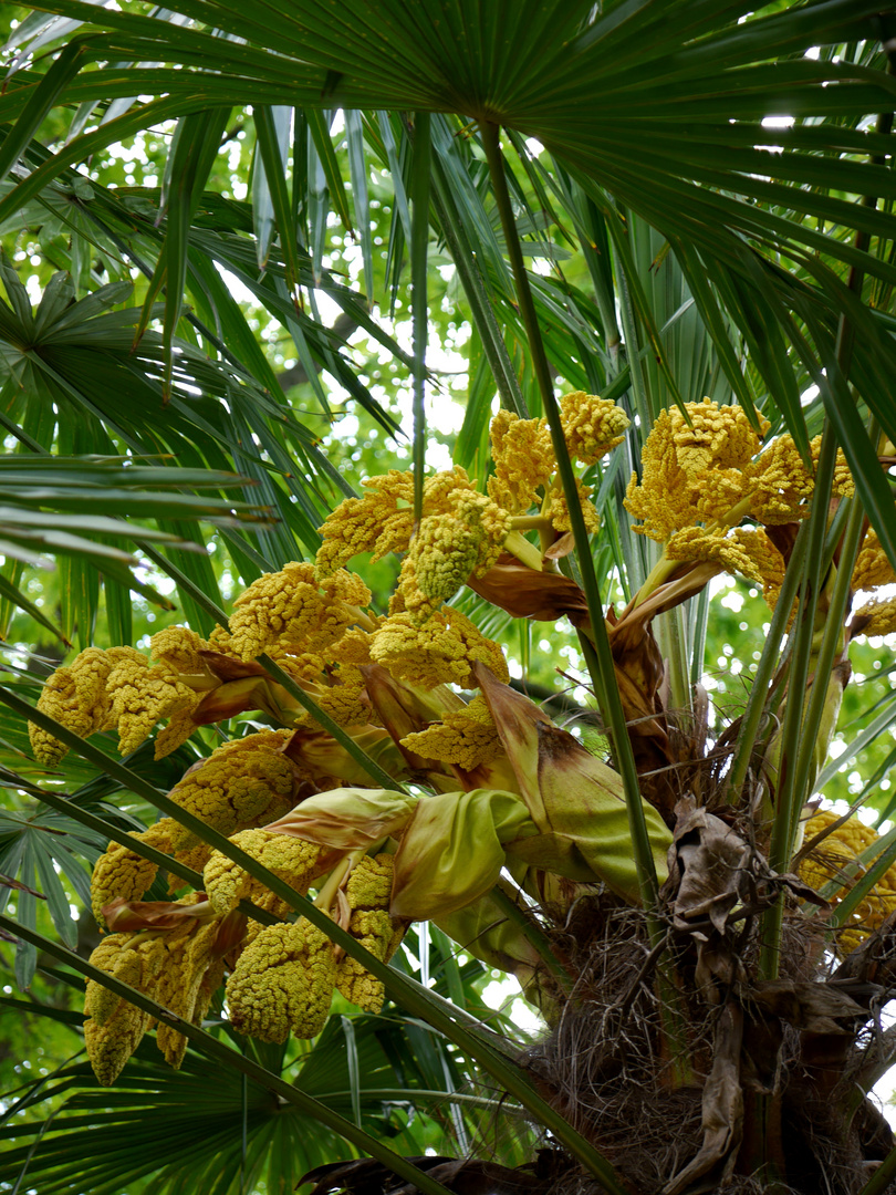 Grüner Frühling und Blüten in der Flora in Köln 11