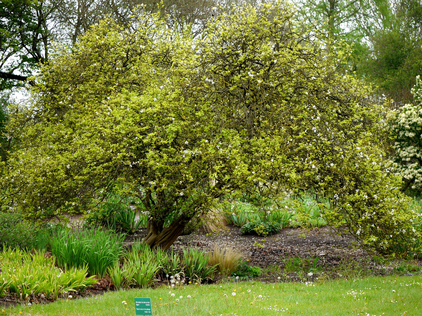 Grüner Frühling und Blüten in der Flora in Köln 2