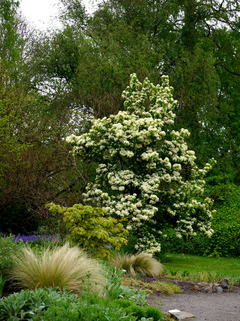 Grüner Frühling und Blüten in der Flora in Köln 3