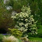 Grüner Frühling und Blüten in der Flora in Köln 3