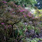 Grüner Frühling und Blüten in der Flora in Köln 4