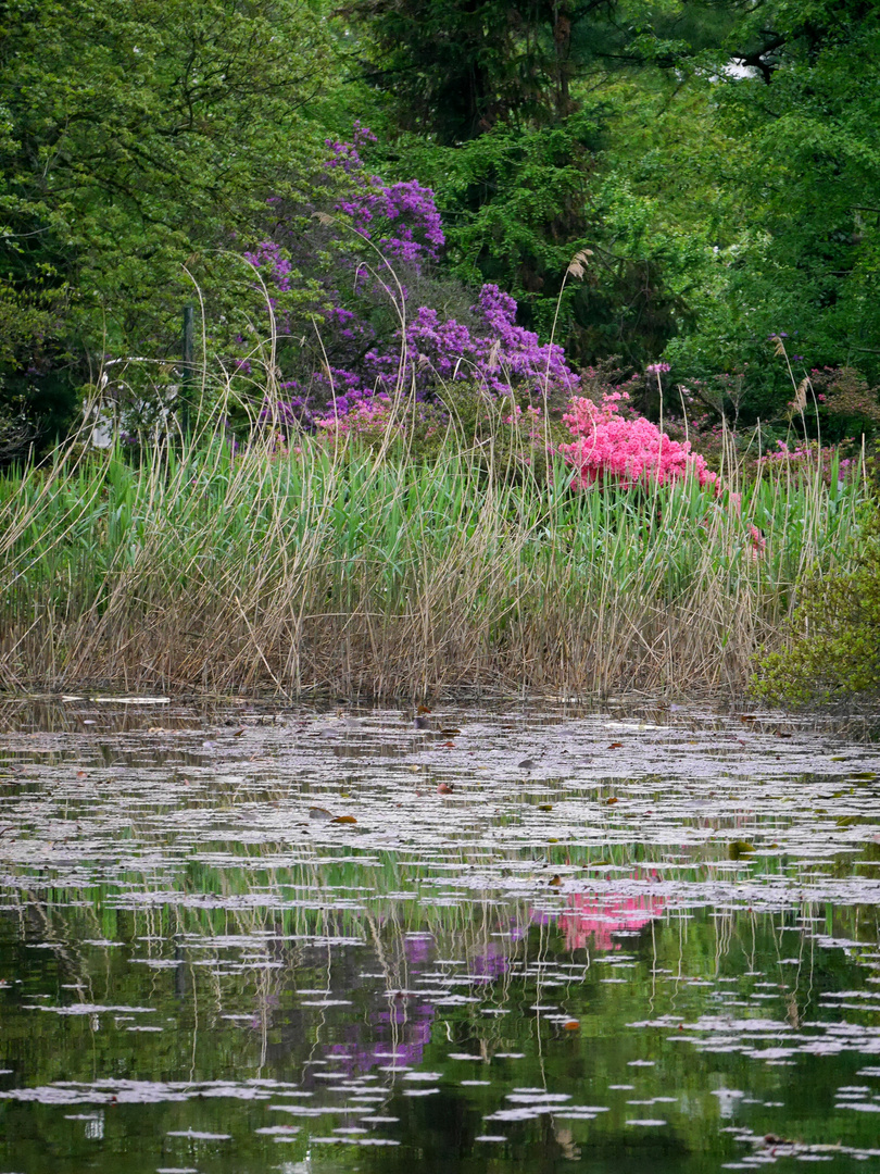 Grüner Frühling und Blüten in der Flora in Köln 5