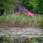 Grüner Frühling und Blüten in der Flora in Köln 5