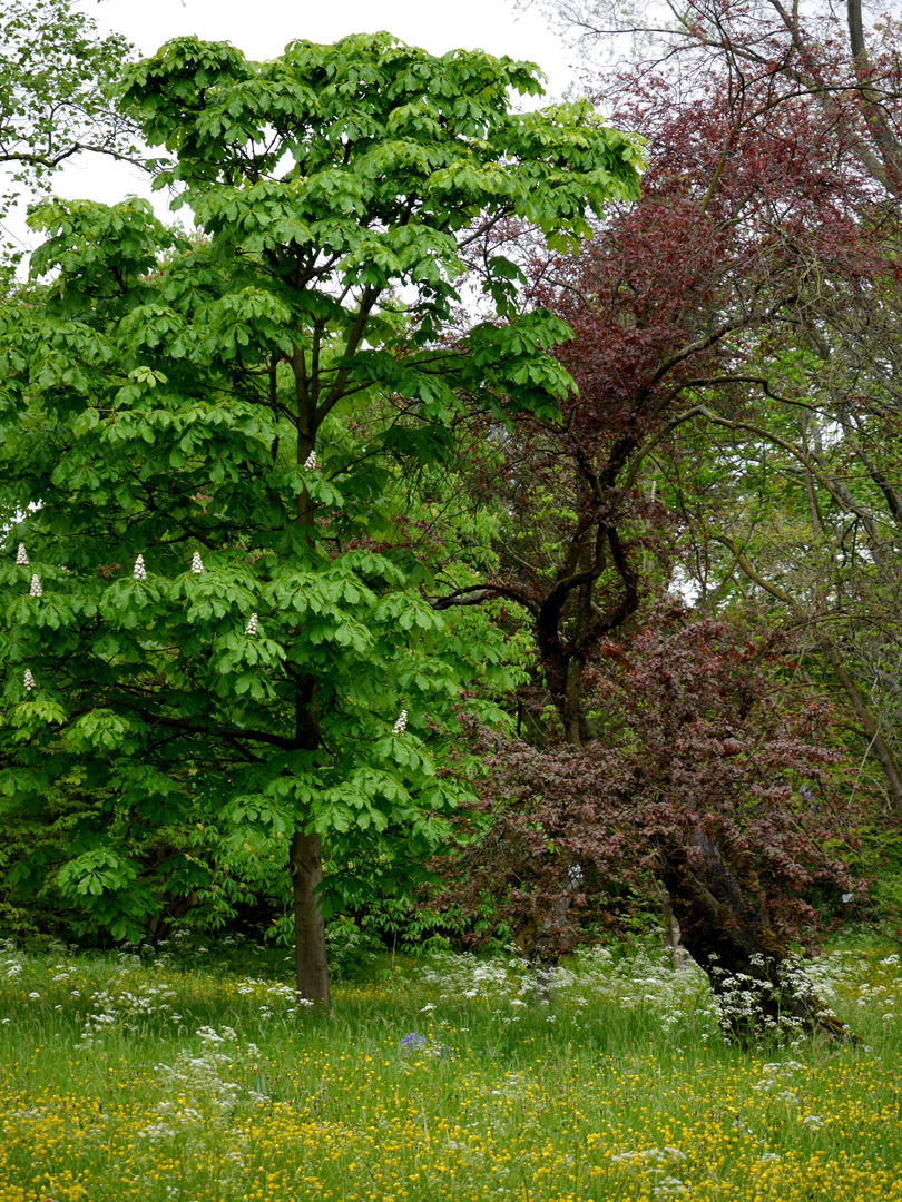 Grüner Frühling und Blüten in der Flora in Köln 6