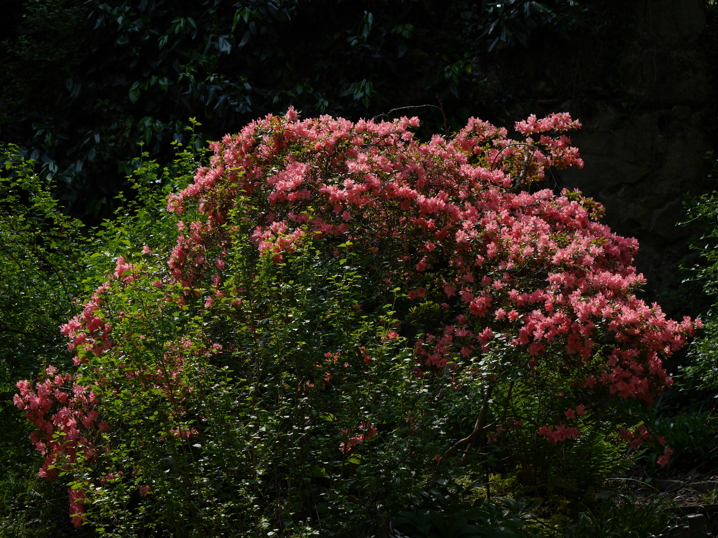 Grüner Frühling und Blüten in der Flora in Köln 7