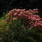 Grüner Frühling und Blüten in der Flora in Köln 7