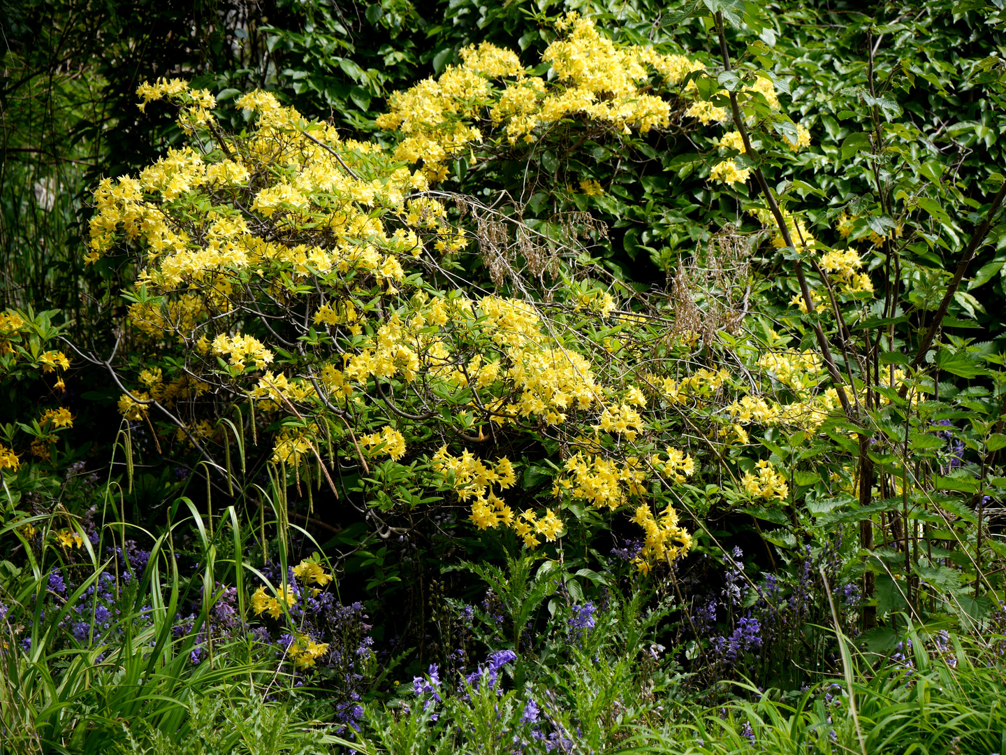 Grüner Frühling und Blüten in der Flora in Köln 8