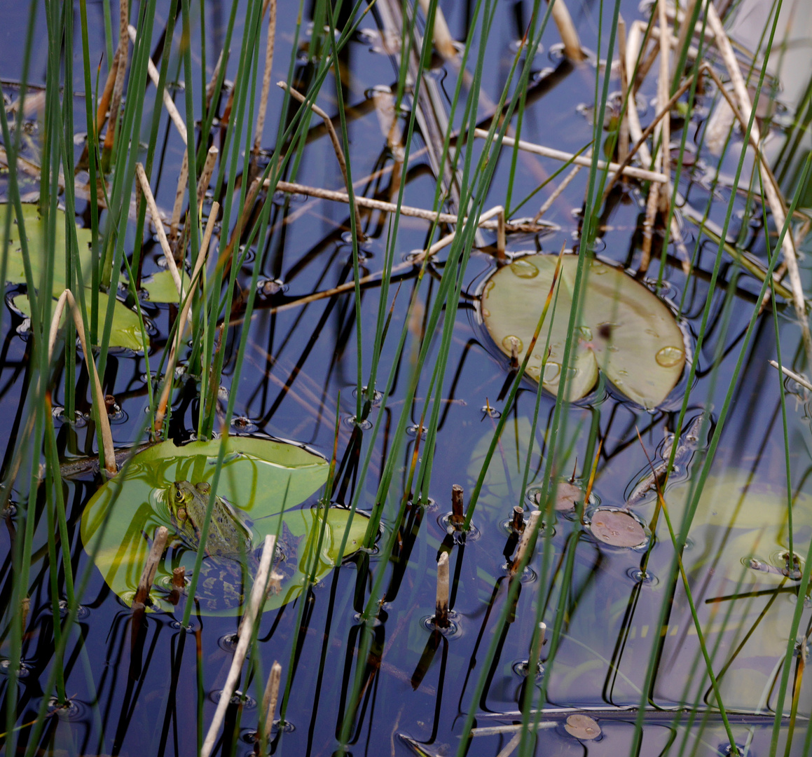 Grüner Frühling und Blüten in der Flora in Köln 9