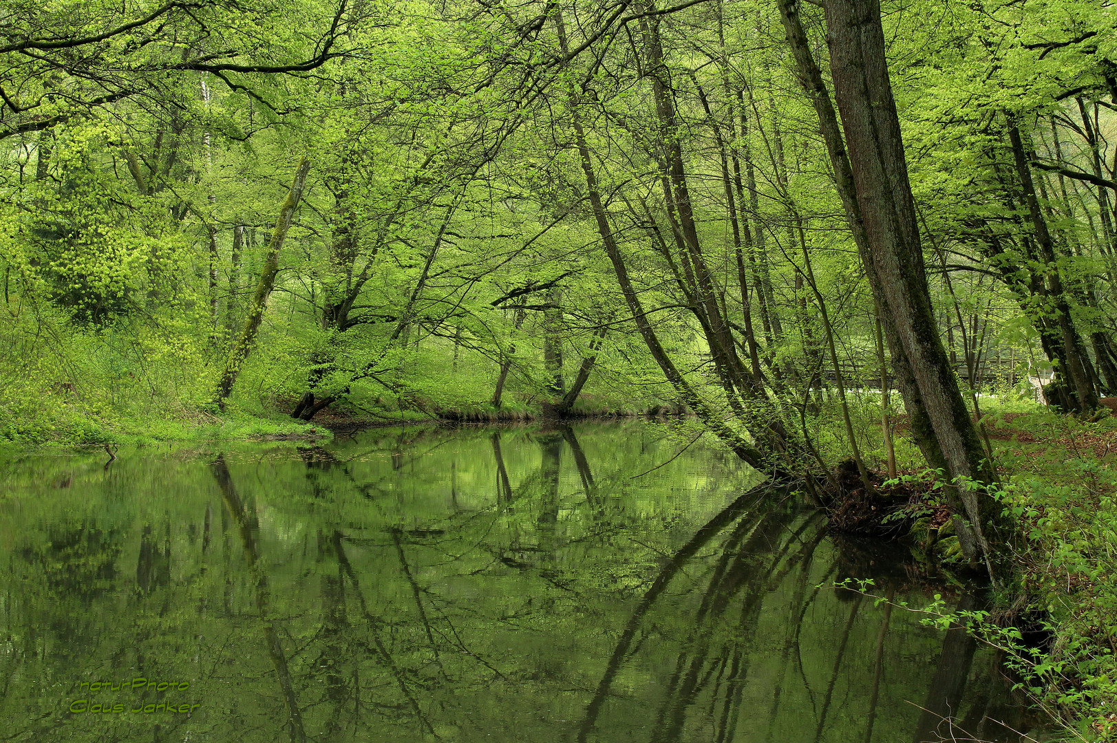 Grüner Frühlingstraum an der schwarzen Laber