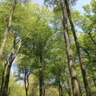 Grüner Frühlingswald