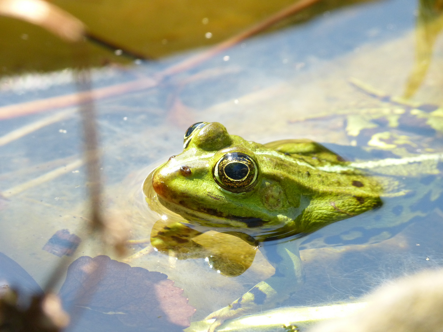 Grüner Garten Frosch