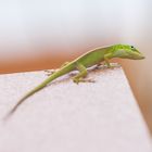 Grüner Gecko