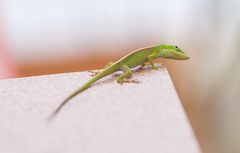 Grüner Gecko