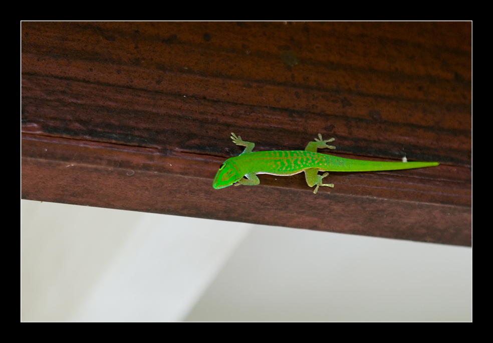 Grüner Gecko