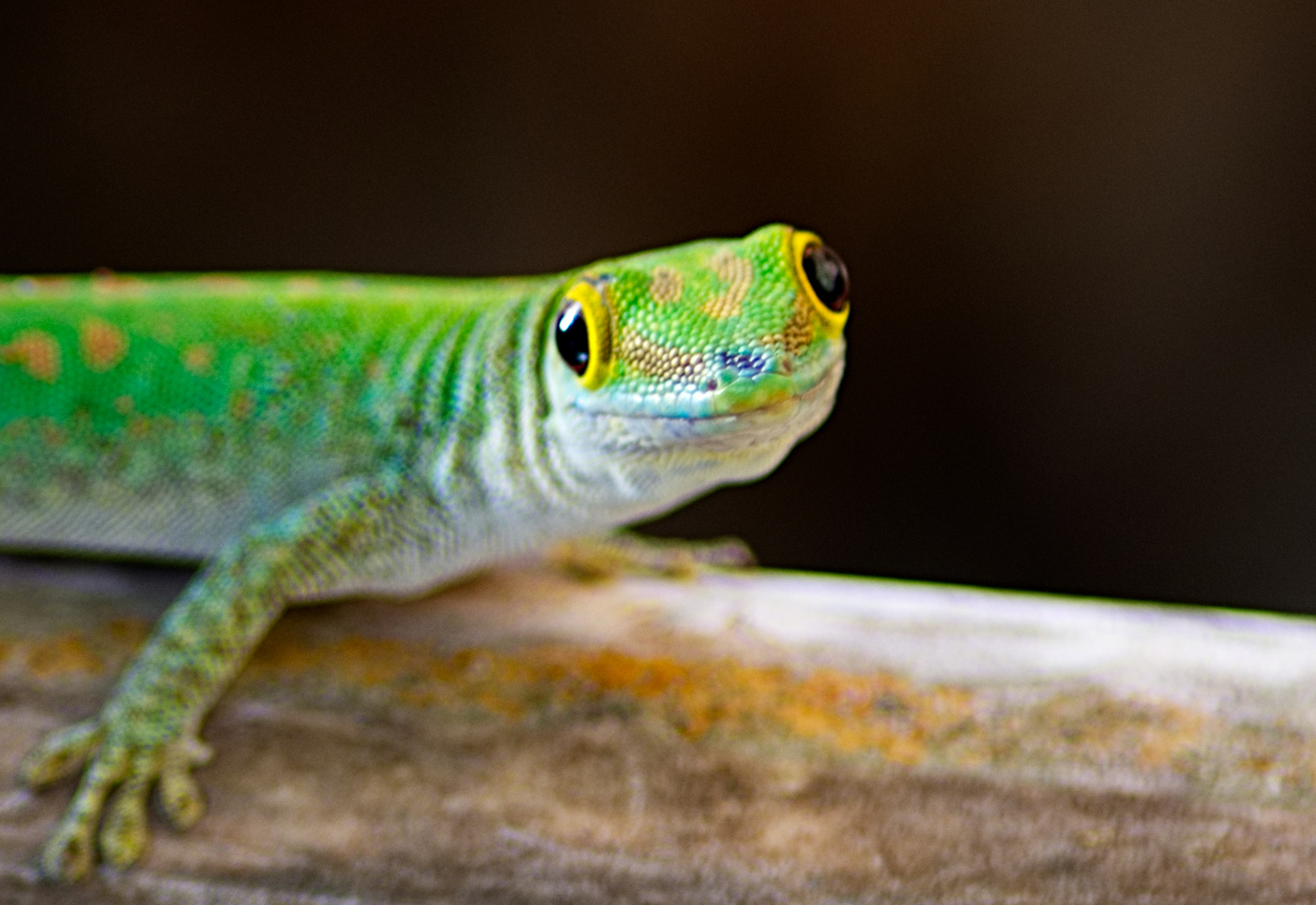 Grüner Gecko