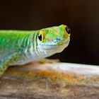 Grüner Gecko