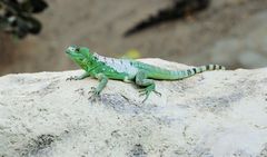 Grüner Gecko