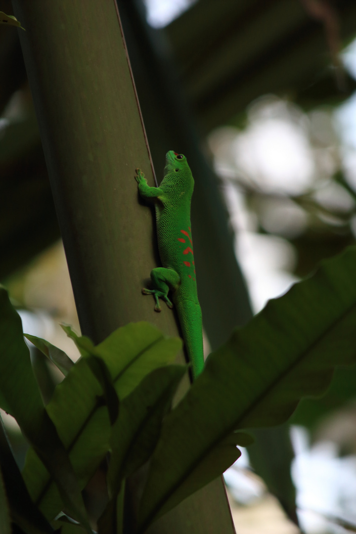 grüner Gecko