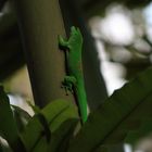 grüner Gecko