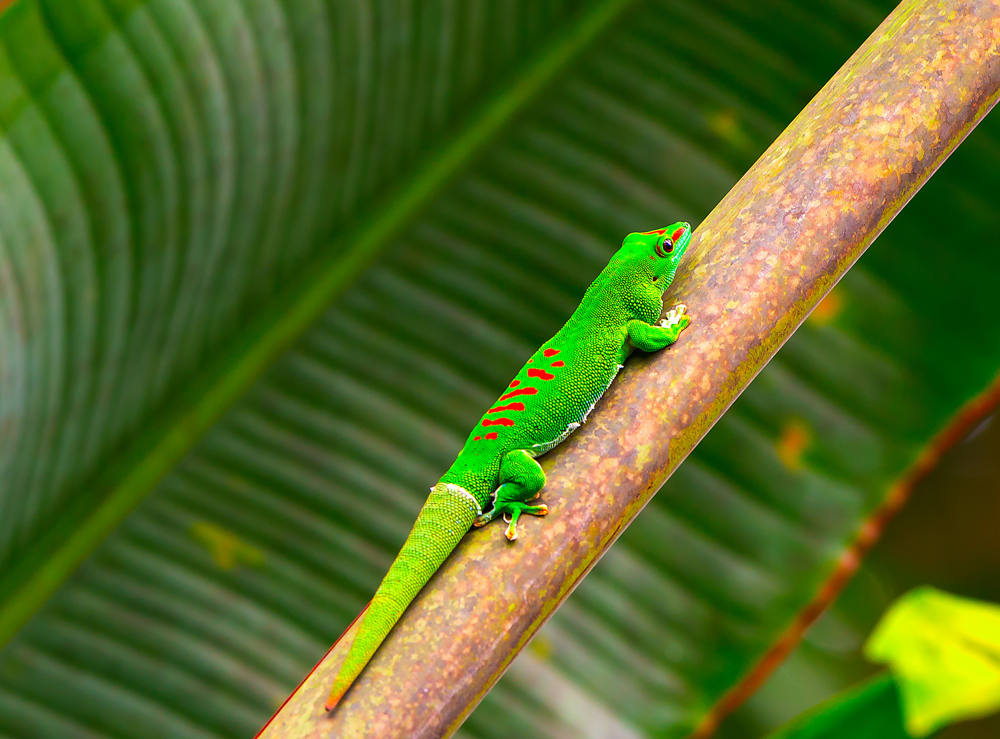 grüner Gecko