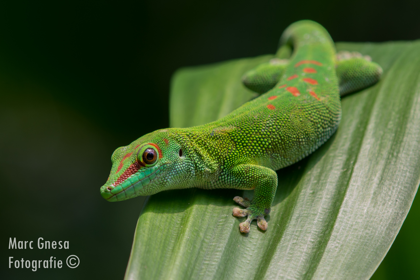 Grüner Gecko