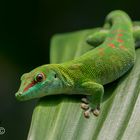 Grüner Gecko