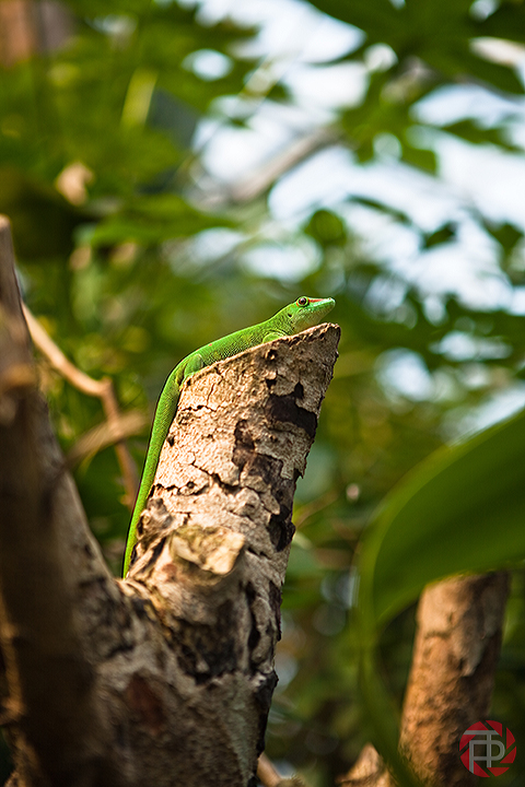 grüner Gecko