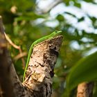 grüner Gecko