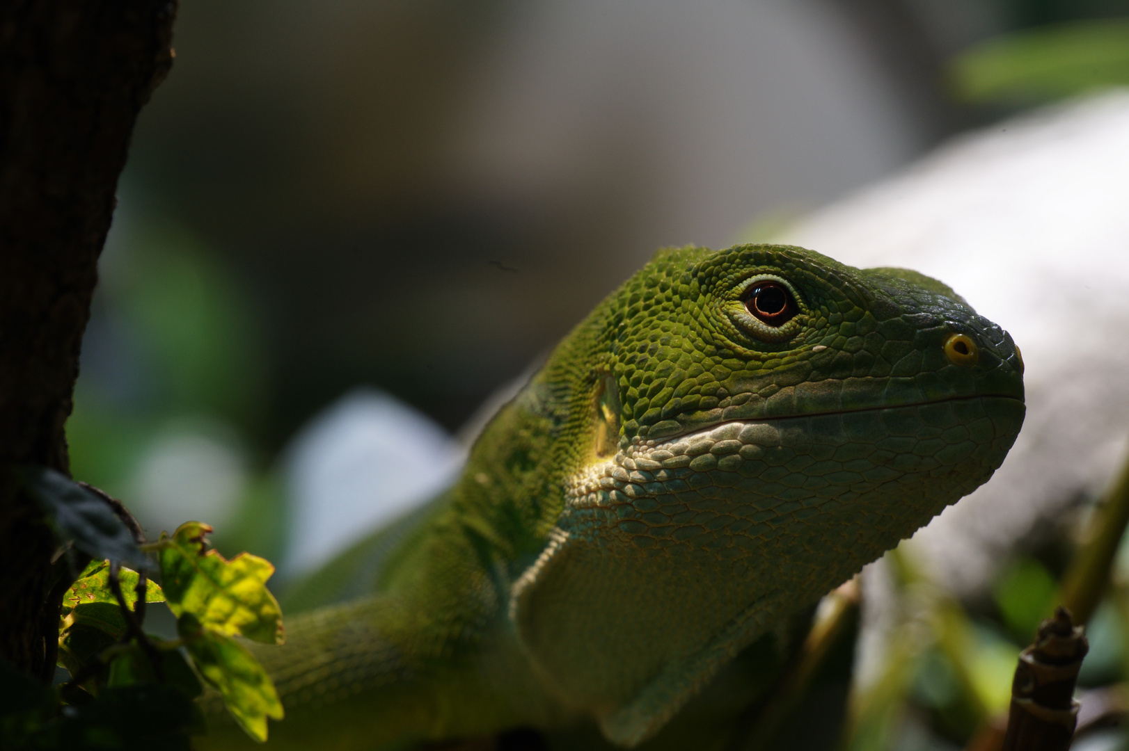 Grüner Gecko