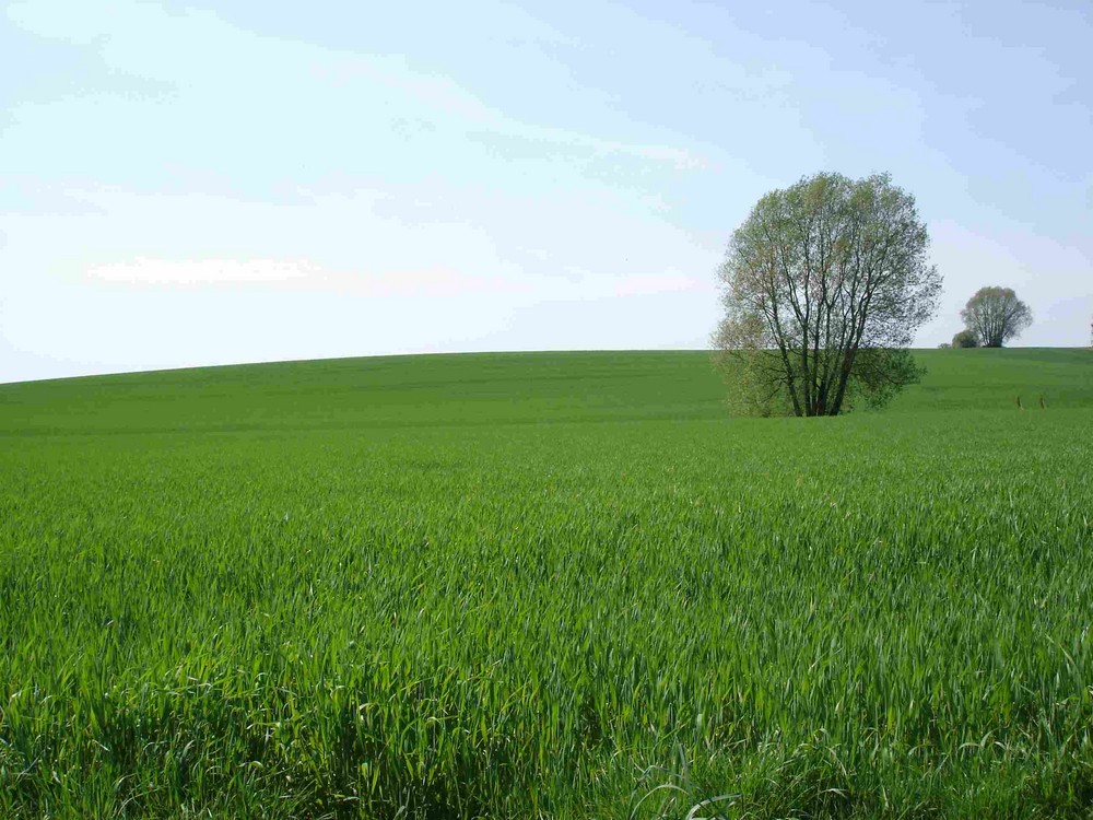 Grüner gehts nicht