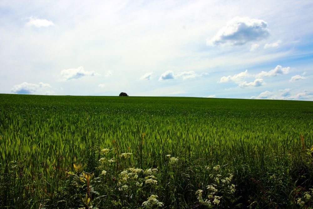 Grüner geht´s nicht