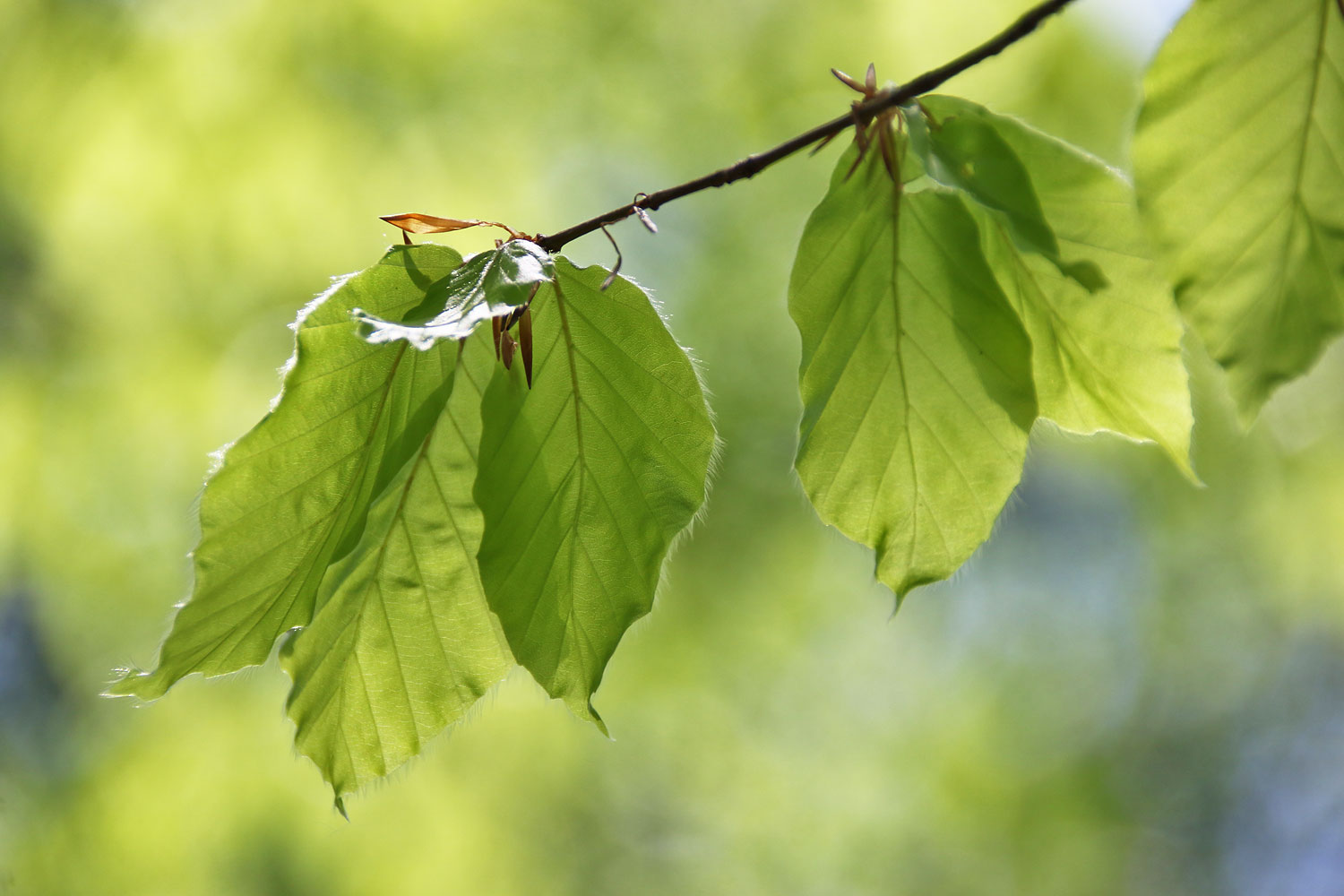 grüner geht´s nimmer