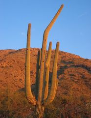 Grüner Gigant