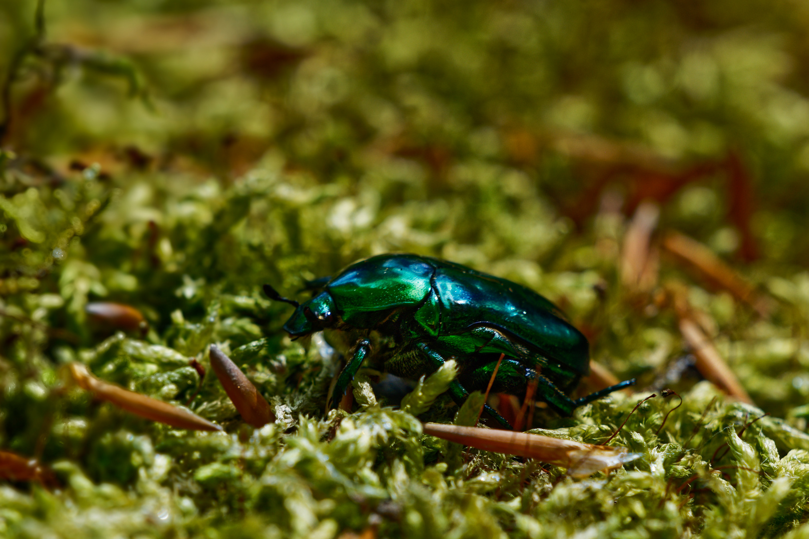 Grüner Glanzkäfer