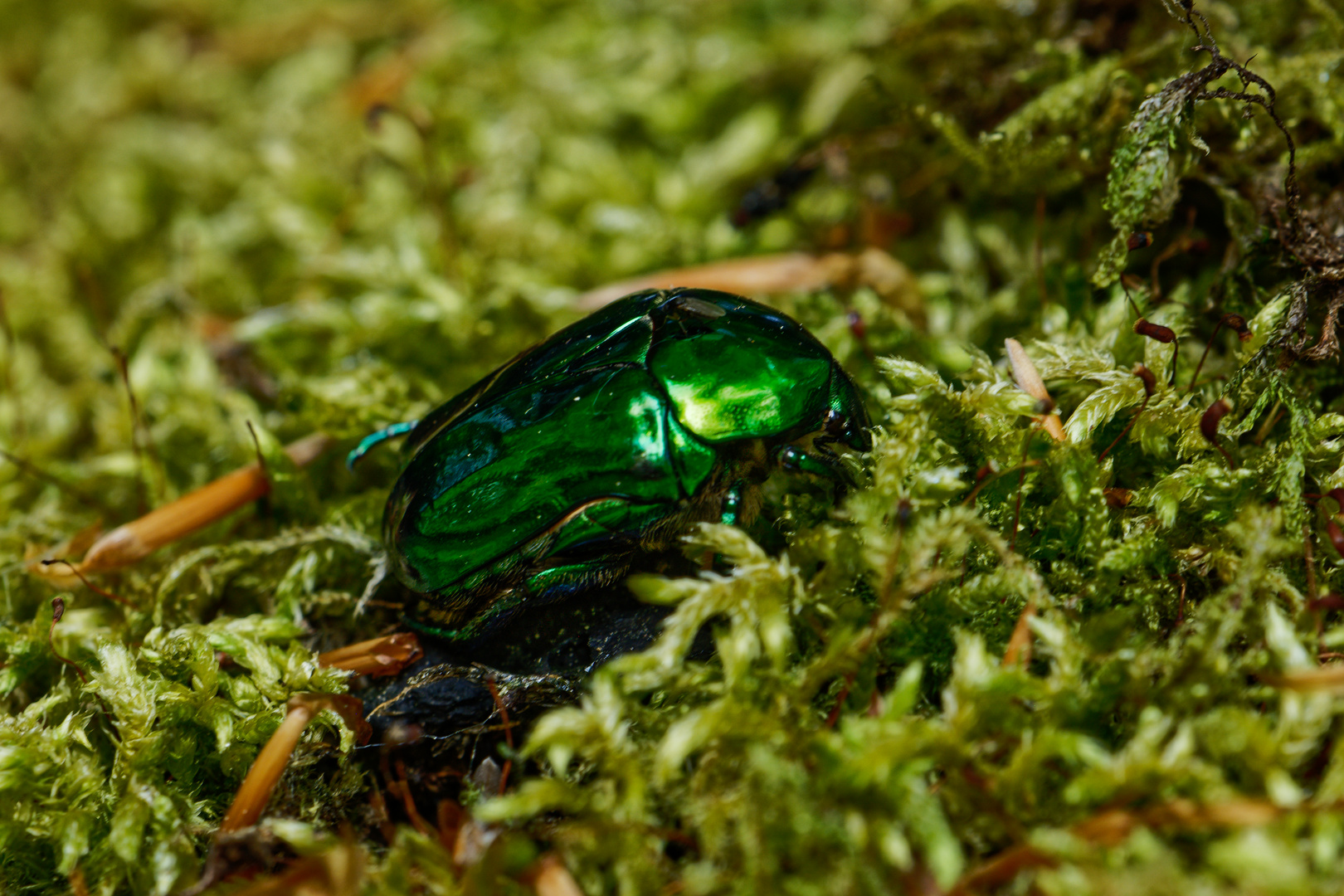 Grüner Glanzkäfer