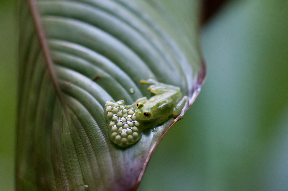 Grüner Glasfrosch