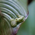 Grüner Glasfrosch