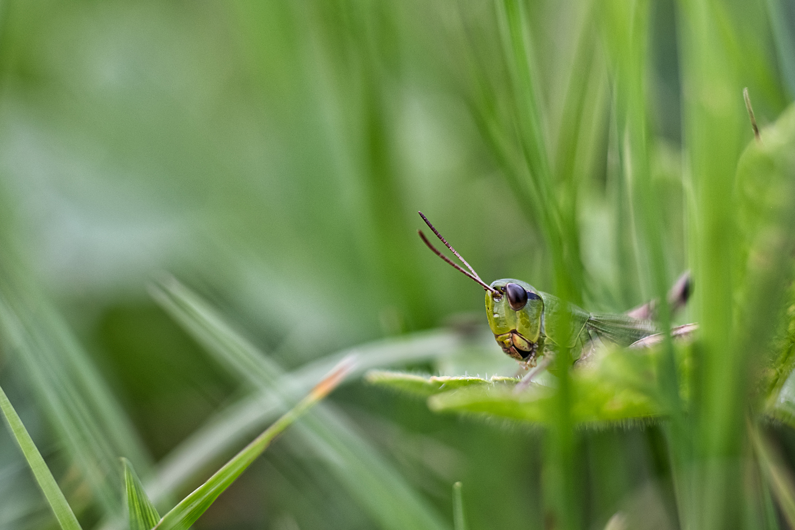 Grüner Grashüpfer 