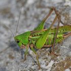 Grüner Grashüpfer mit Schwert