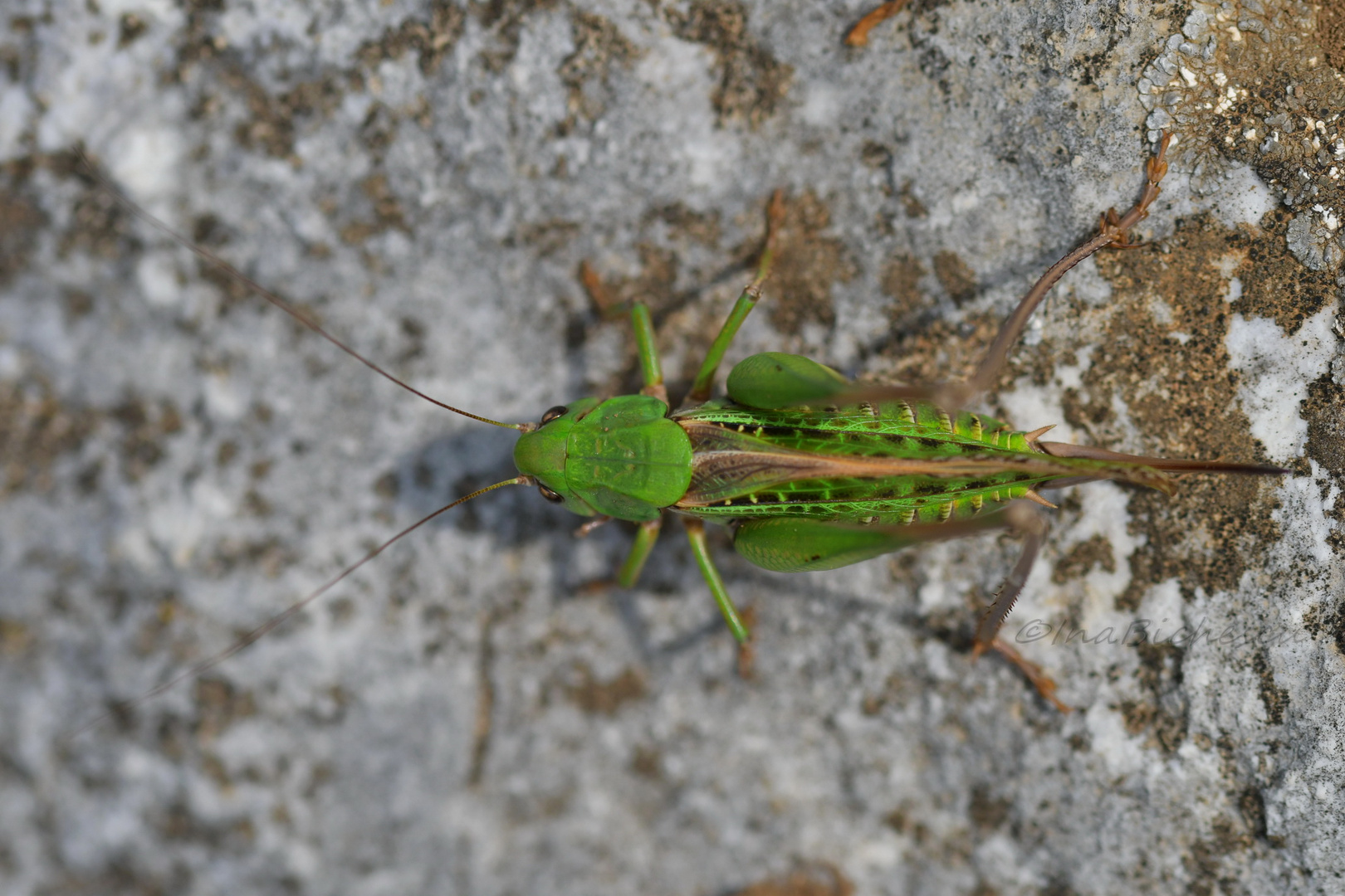 Grüner Grashüpfer von oben fotografiert