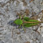 Grüner Grashüpfer von oben fotografiert