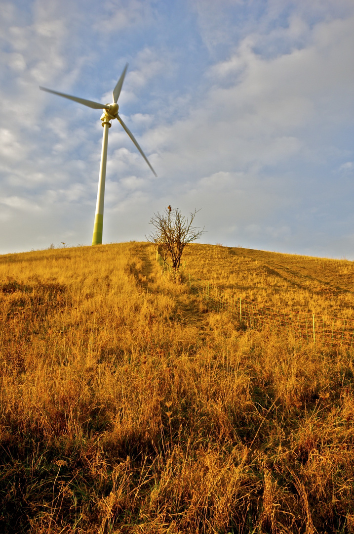 Grüner Heiner - Abendstimmung