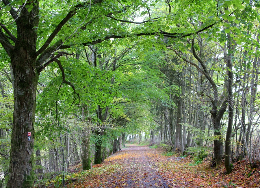 Grüner Herbst