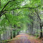 Grüner Herbst