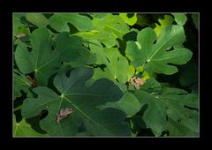 Grüner Herbst