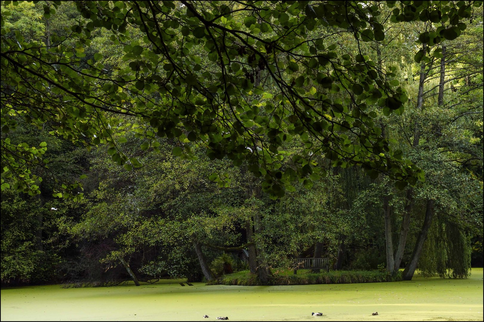 Grüner Herbst im Schlosspark Agathenburg #2